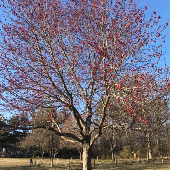 Meet your Posher, Maggie - Picture 1 of 1